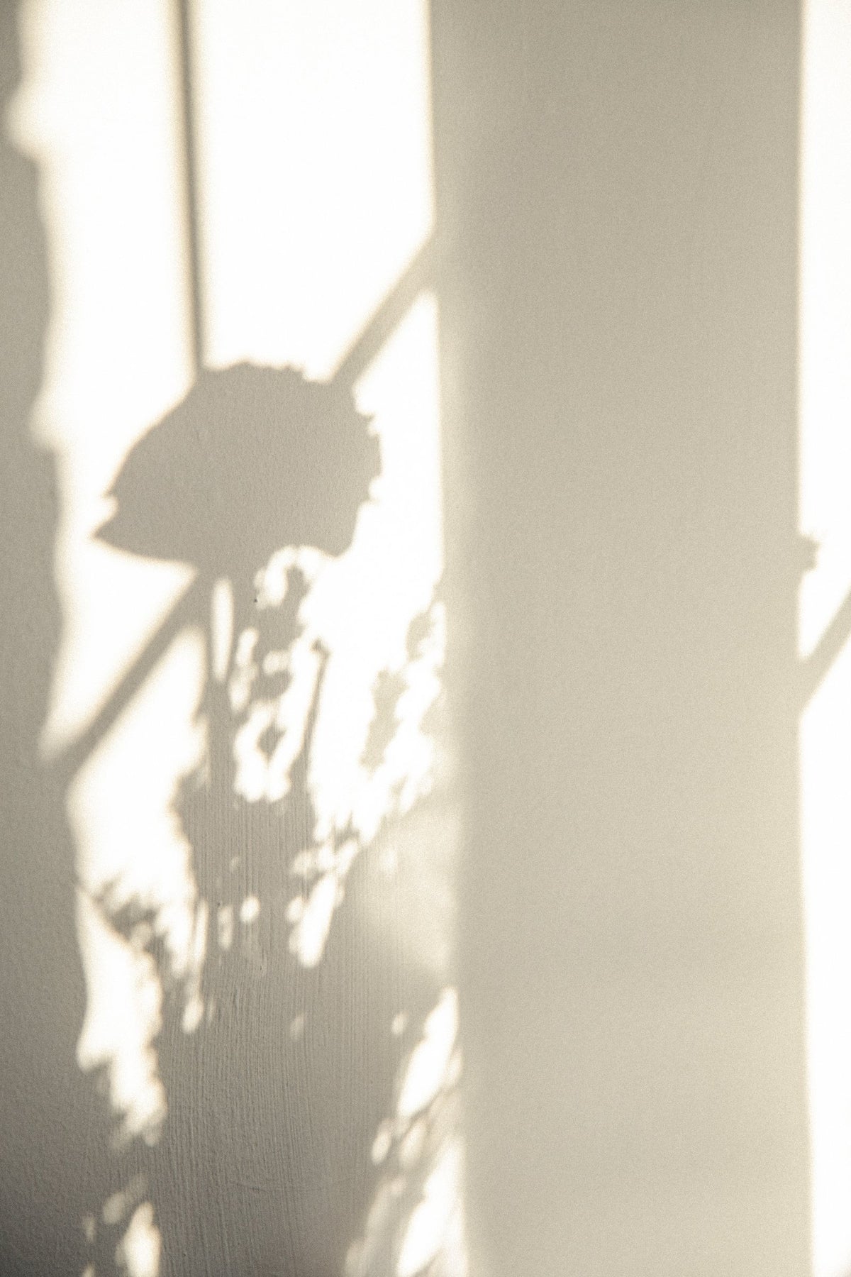 Morning light and flower shadows on a wall